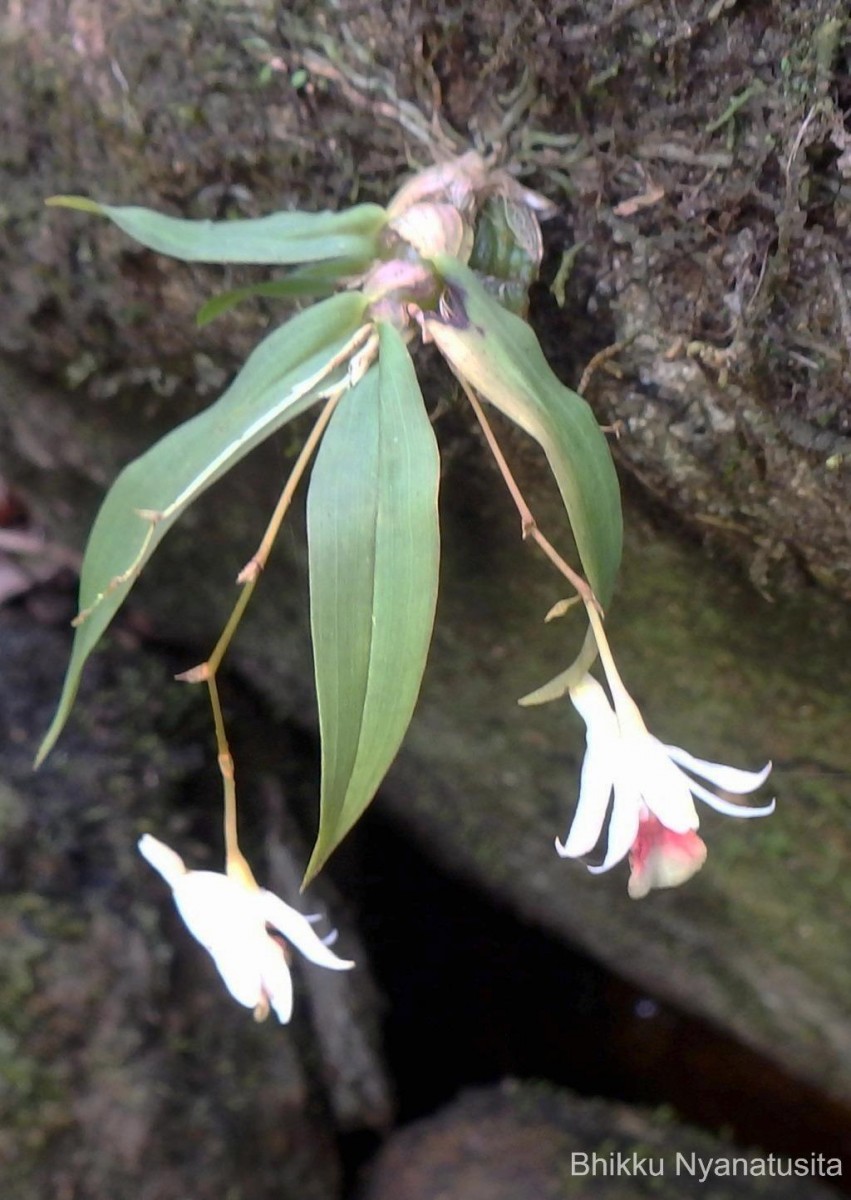 Dendrobium panduratum subsp. panduratum Lindl.